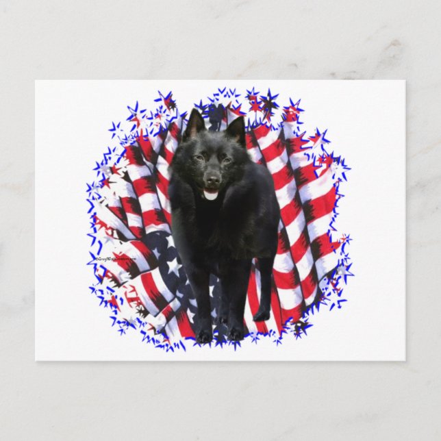 Schipperke Patriot Postcard (Front)