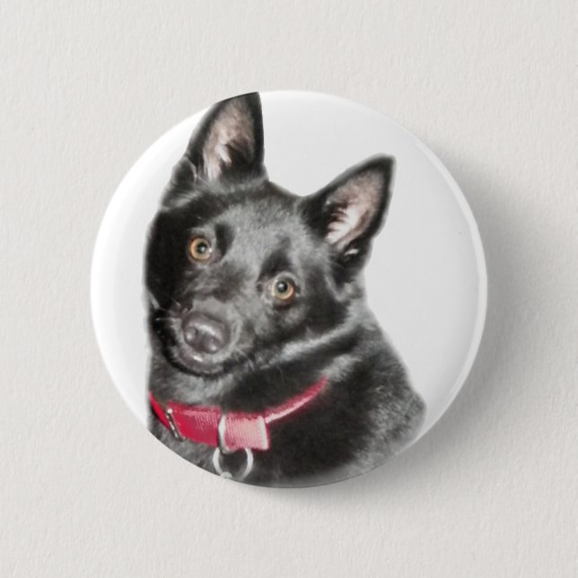 Schipperke Picture Button (Front)