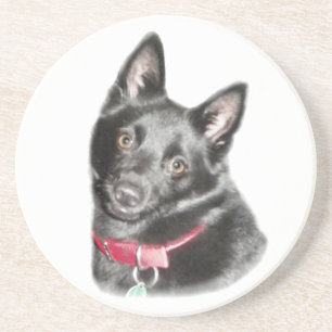 Schipperke Picture Coaster