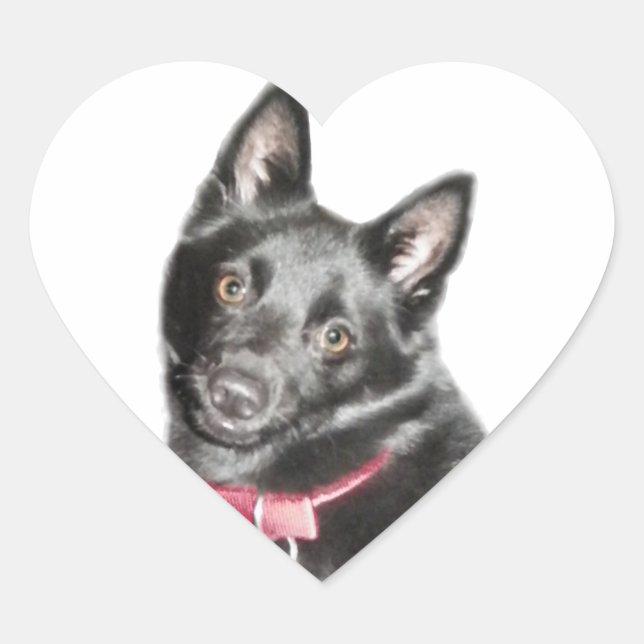 Schipperke Picture Heart Sticker (Front)