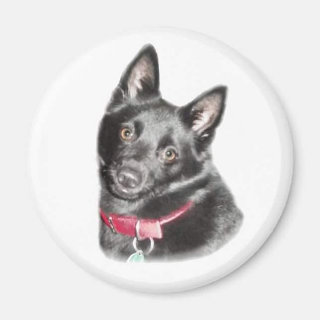 Schipperke Picture Magnet (Front)