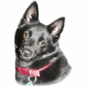 Schipperke Picture Statuette