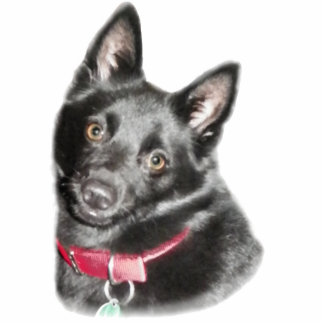 Schipperke Picture Statuette