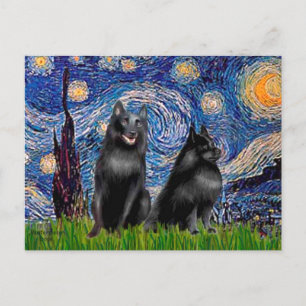Schipperkees (two,5&amp;6) - Starry Night Postcard