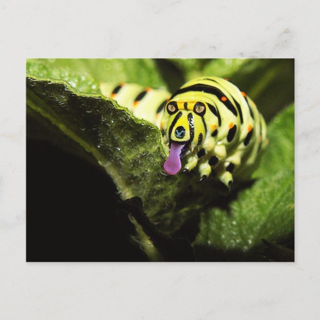 Schlobber Postcard (Front)