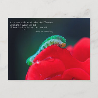 Schmetterlinge sehen postcard