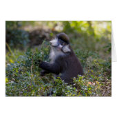 Schmidt's spot-nosed Monkey (Front Horizontal)