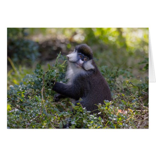Schmidt's spot-nosed Monkey Cards (Front Horizontal)