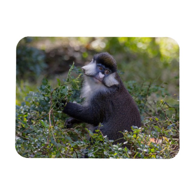 Schmidt's spot-nosed Monkey Magnet (Horizontal)
