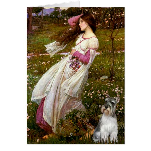 Schnauzer 11N - Windflowers Cards (Front)