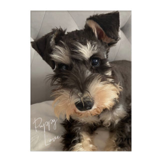 Schnauzer Acrylic Art