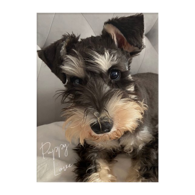Schnauzer Acrylic Art (Front)