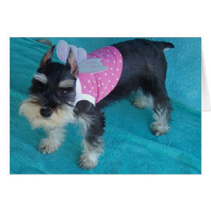 Schnauzer Angel Eyes Cards
