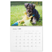 Schnauzer Calendar (Jan 2025)