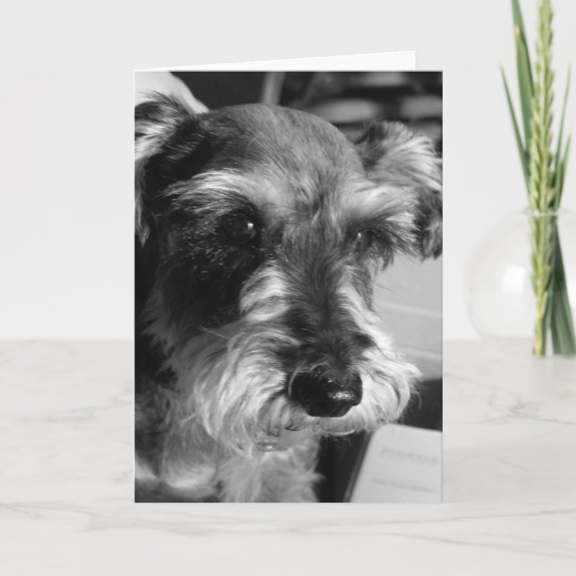 schnauzer card (Front)