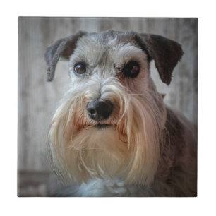 Schnauzer Dog face Ceramic Tile