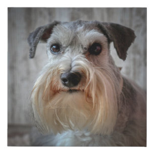 Schnauzer Dog face Faux Canvas Print