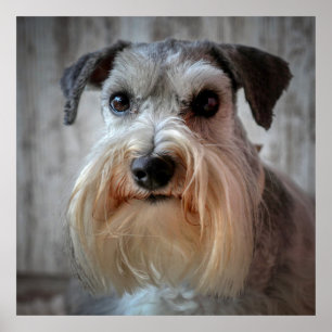 Schnauzer Dog face Poster