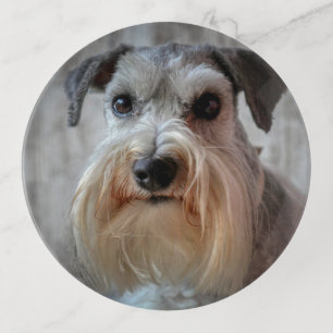 Schnauzer Dog face Trinket Tray
