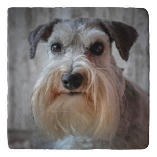 Schnauzer Dog face Trivet