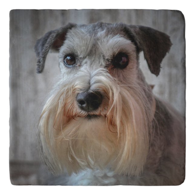 Schnauzer Dog face Trivet (Front)