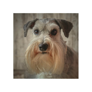 Schnauzer Dog face Wood Wall Art