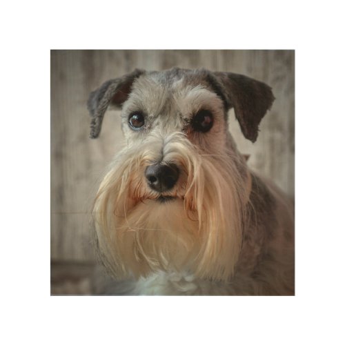 Schnauzer Dog face Wood Wall Art