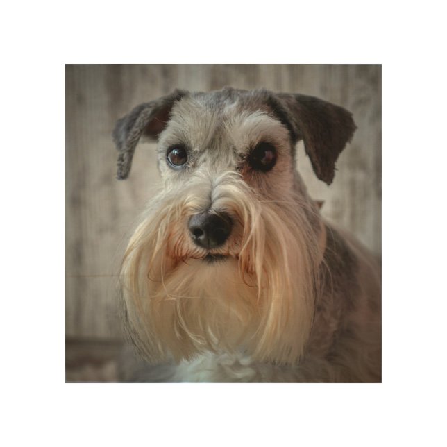 Schnauzer Dog face Wood Wall Art (Front)