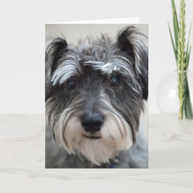 Schnauzer Dog Greeting Card (Front)