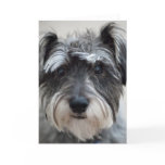 Schnauzer Dog Greeting Card
