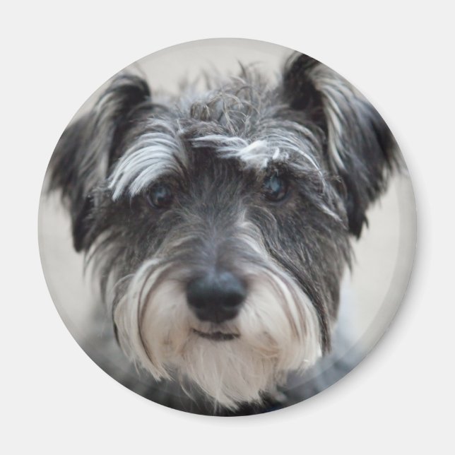 Schnauzer Dog Magnet (Front)