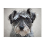 Schnauzer Dog Postcard