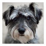 Schnauzer Dog Poster Print