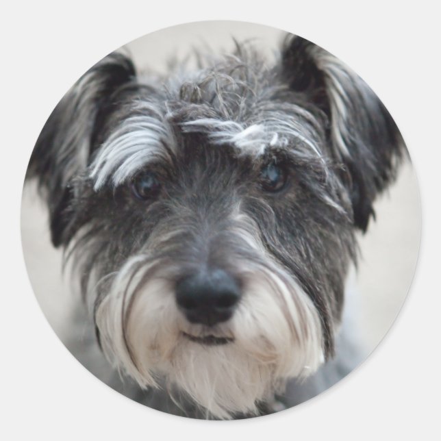 Schnauzer Dog Sticker (Front)