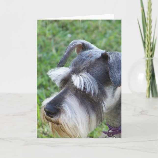 Schnauzer  Greeting Card (Front)