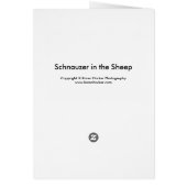 Schnauzer in the Sheep (Back)