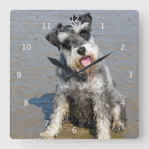 Schnauzer miniature dog cute photo at beach gift square wall clock