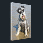 Schnauzer miniature dog cute photo at the beach canvas print<br><div class="desc">Beautiful photo of a cute miniature schnauzer dog at the beach stretched canvas print.  great gift idea for dog lovers</div>