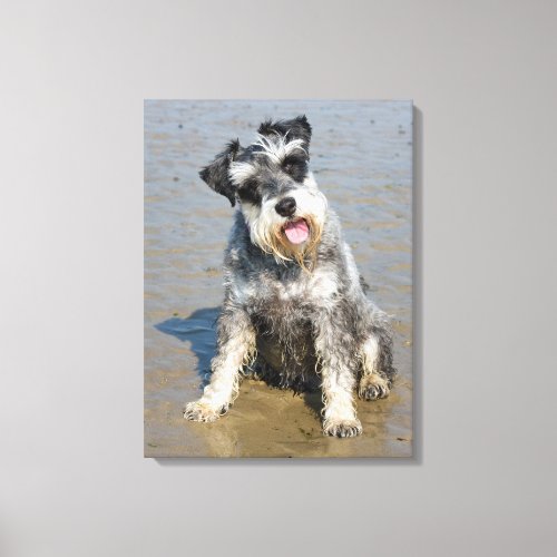 Schnauzer miniature dog cute photo at the beach canvas print