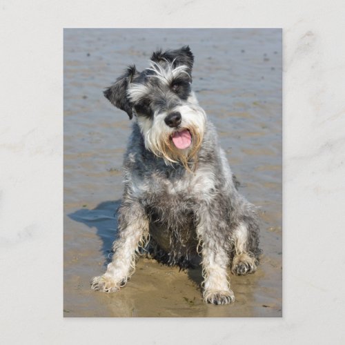 Schnauzer miniature dog cute photo at the beach postcard