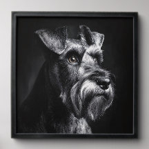 Schnauzer Monochrome Portrait