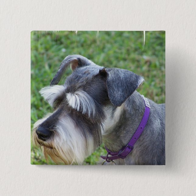Schnauzer  Pin (Front)
