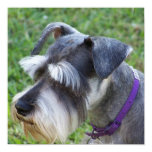 Schnauzer Poster