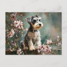 Schnauzer Puppy Among Spring Cherry Blossoms