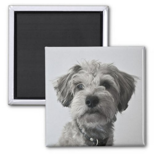 Schnauzer Puppy Portrait Photo Magnet