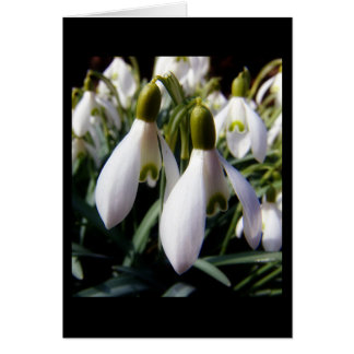 schneegloeckchen cards