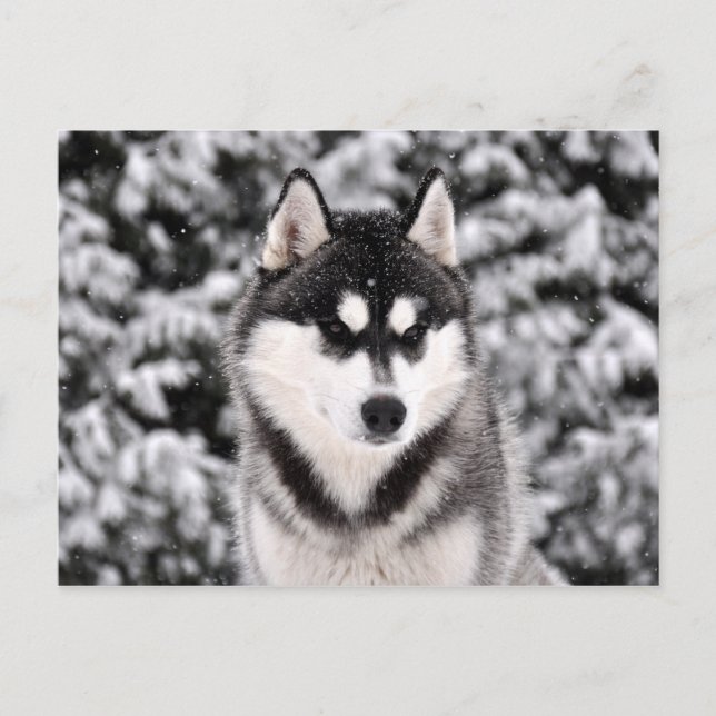 schneezauber postcard (Front)