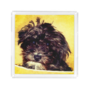 Schnoodle Acrylic Tray