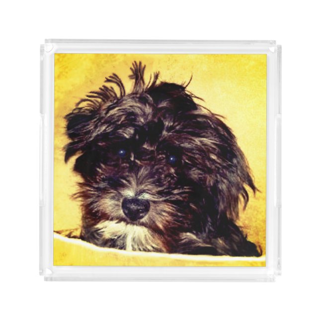 Schnoodle Acrylic Tray (Front)