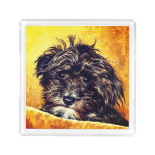 Schnoodle Acrylic Tray